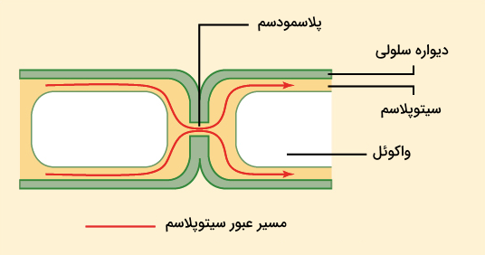 ساختار پلاسمودسم بین دو سلول گیاهی