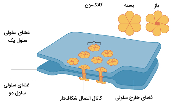 ساختار و نحوه برقرار ارتباط اتصالات شکاف دار بین دو سلول همسایه