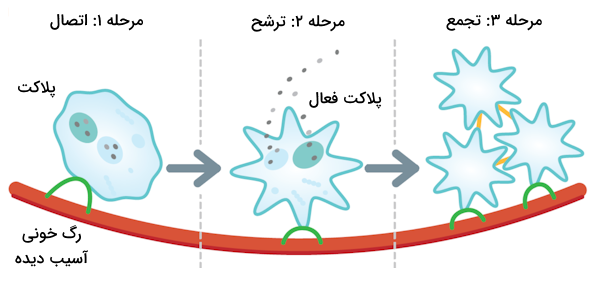 سه مرحله فعال سازی پلاکت ها در فرآیند انعقاد خون که در مرحله اول پلاکت ها کروی، در مرحله دو و سوم ستاره مانند هستند