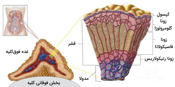 ساختار غده فوق کلیه