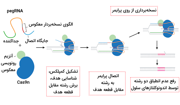 مراحل ویرایش پیشرفته با استفاده از تکنولوژی کریسپر