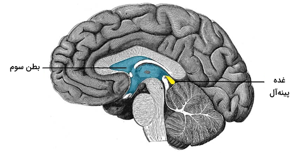 محل غده پینه آل در مغز