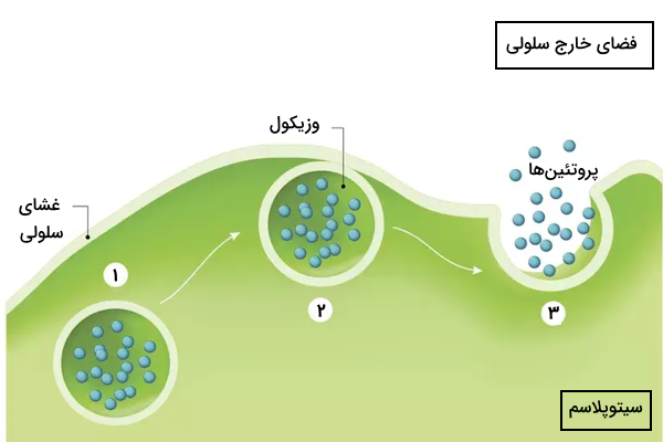 تصویری از مراحل اصلی اگزوسیتوز