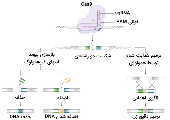 دو روش ترمیم DNA پس از ایجاد شکست دو رشته ای در ساختار DNA در طی فرآیند کریسپر