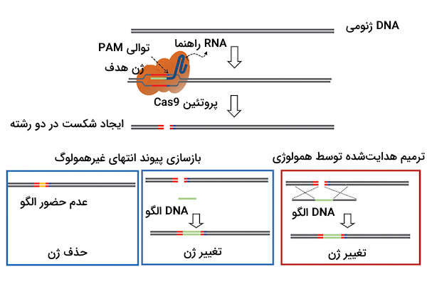 اضافه شدن یا حذف ژن به کمک تکنولوژی کریسپر و روش های مختلف ویرایش ژنوم