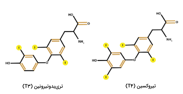 ساختار شیمیایی هورمون‌های تیروئيدی