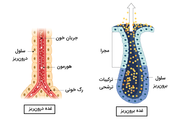 تصویری از ساختار غدد برون ریز و درون ریز