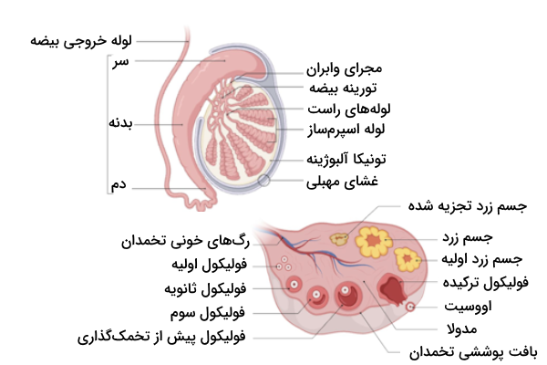 معرفی ساختار تخمدان و بیضه 