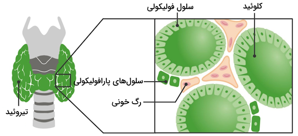 ساختار سلولی بافت غده تیروئيد