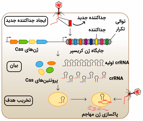 فعالیت کریسپر به عنوان ایمنی تطبیقی باکتری ها