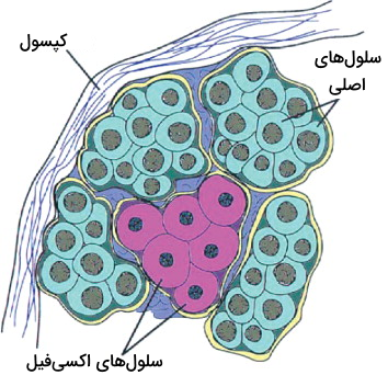  ساختار سلولی غده پاراتیروئيد