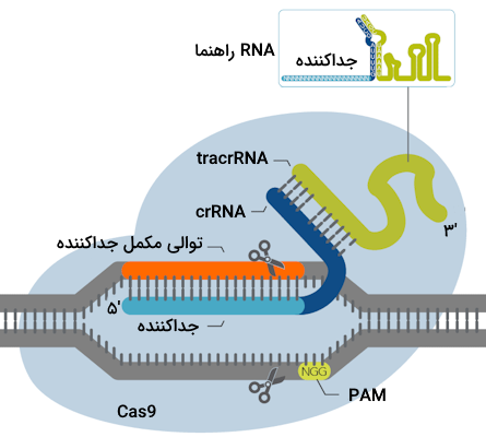 شناسایی توالی PAM توسط آنزیم Cas9 و جفت شدن جداکننده با توالی مکمل روی DNA هدف