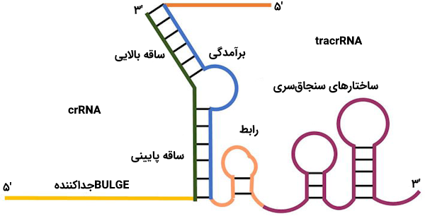 ساختار کمپلکس tracrRNA و crRNA
