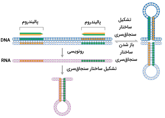تصویری از توالی جایگاه ژنی کریسپر و ساختار ثانویه RNA راهنما که به صورت ساختار سنجاق سری است.