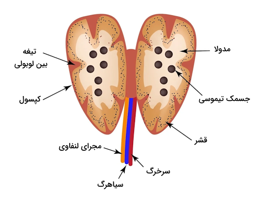 ساختار درونی غده تیموس