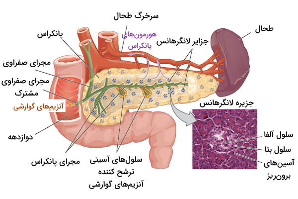 ساختار پانکراس به همراه نام گذاری بخش های مختلف درون ریز و برون ریز پانکراس