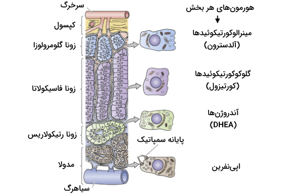 ساختار سلولی قشر و مدولای فوق کلیه به همراه معرفی هورمون های هر بخش