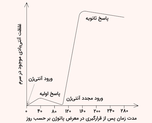 نمودار غلظت آنتی باد موجود در سرم در حین پاسخ اولیه و ثانویه ایمنی فعال بر حسب روز