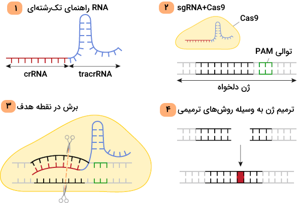 مراحل ویرایش ژنی به واسطه فعالیت سیستم کریسپر Cas9