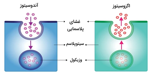 تصویری از جهت کلی خروج و ورود مواد در آندوسیتوز و اگزوسیتوز