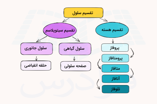 نموداری از دو مرحله اصلی تقسیم سلولی و مراحل مختلف هر کدام
