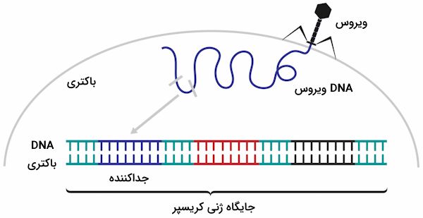 آلودگی باکتری به ژنوم ویروس و برش یک قطعه از DNA ویروس و ادغام آن با DNA باکتریایی
