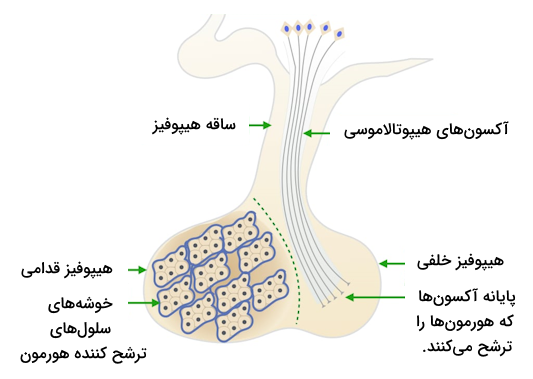 ساختار کلی غده هیپوفیز