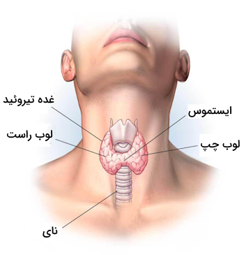 موقعیت تیروئيد در بدن 