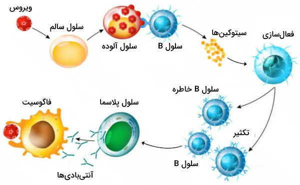 فعال‌سازی سلول B و تولید آنتی بادی