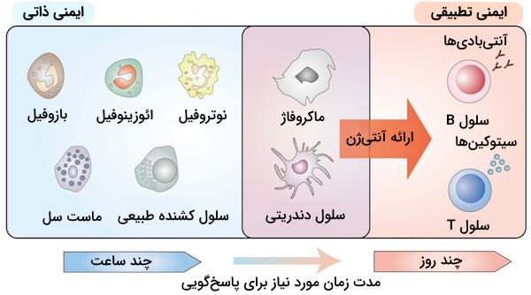 سلول های سیستم ایمنی تطبیقی و ذاتی