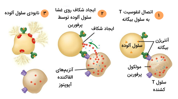 نحوه از بین بردن سلول آلوده توسط سلول t کشنده