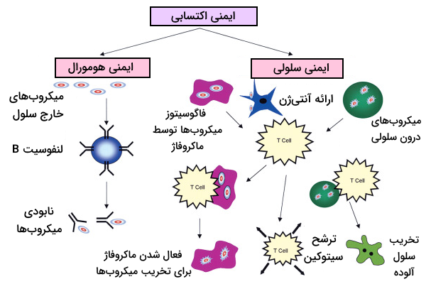 مقایسه روند ایمنی سلولی و ایمنی هومورال 