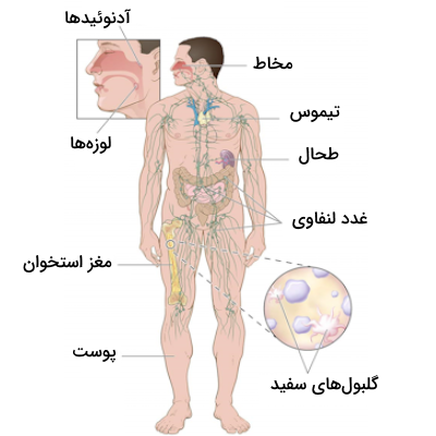 محل قرارگیری اندام های سیستم ایمنی 