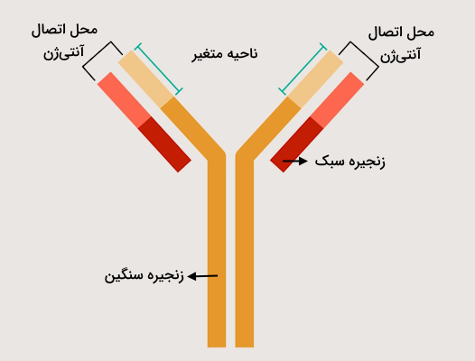 ساختار مولکولی آنتی بادی