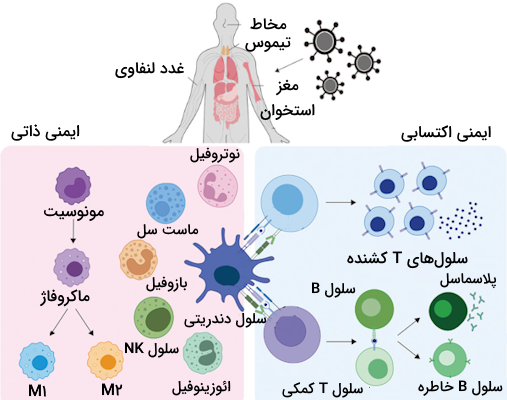 نمایی کلی از دو سیستم ایمنی ذاتی و اکتسابی به همراه معرفی اجزای سلولی آن ها