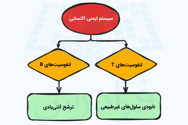 نموداری از اجزای سیستم ایمنی اکتسابی و نحوه اثرگذاری آن ها