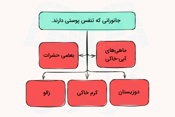 نمودار انواع حیواناتی که تنفس پوستی دارند - تنفس پوستی چیست
