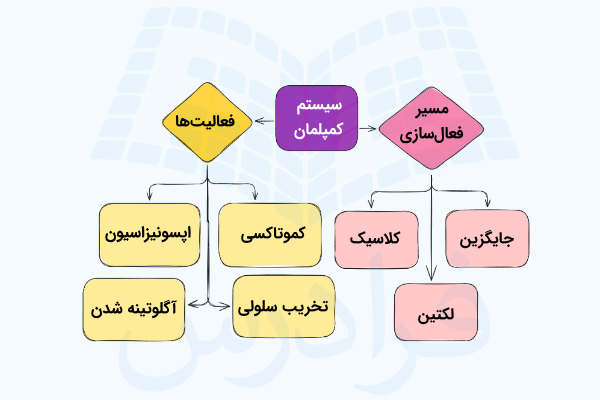 نموداری از مسیرهای فعال سازی و فعالیت های سیستم کمپلمان