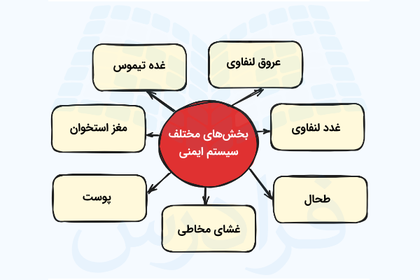 نموداری از بخش های مختلف بدن که سیستم ایمنی را می سازند.