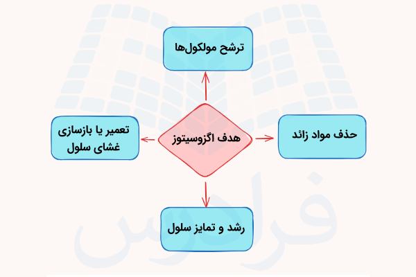 نموداری از چهار فعالیت اگزوسیتوز