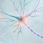 نورون چیست؟ – به زبان ساده + ساختار، انواع و وظایف