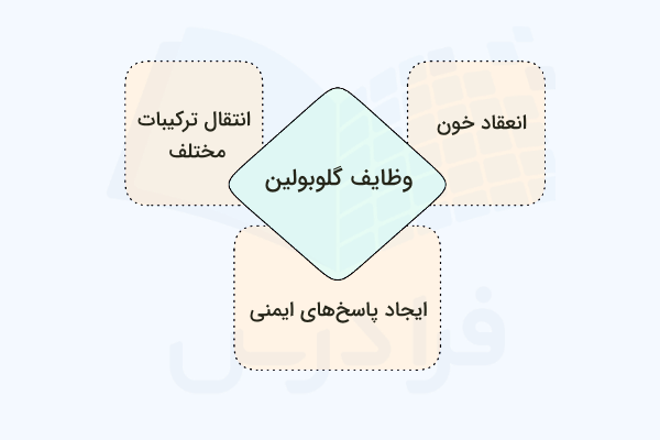 نمودار معرفی سه وظیفه اصلی گلوبولین ها در بدن انسان