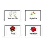 اسم گل ها به فرانسوی – به زبان ساده + تلفظ