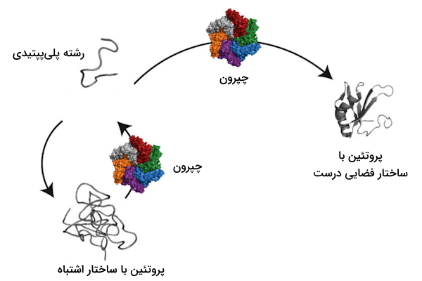 نحوه فعالیت چپرون ها - سرنوشت زنجیره پلی پپتیدی در صورت حضور و عدم حضور چپرون ها