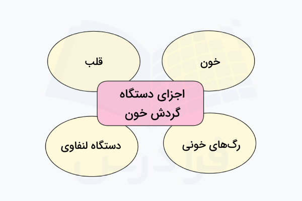 اجزای سازنده دستگاه گردش خون