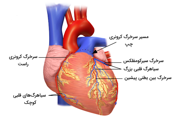 رگ های دستگاه گردش خون کرونری - خون رسانی به قلب