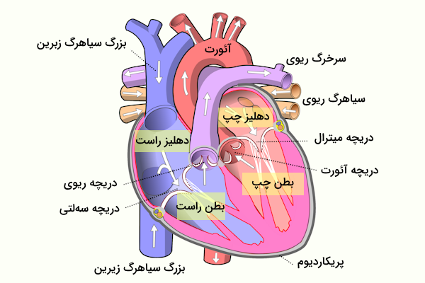 ورود و خروج خون از رگ‌های مختلف متصل به قلب و جهت حرکت خون در قلب - ساختار قلب - دستگاه گردش خون