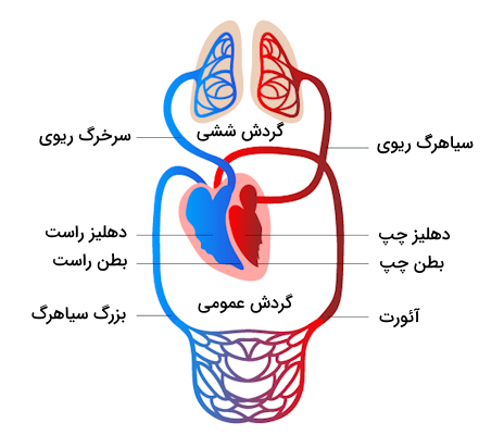 سیستم گردش خون مضاعف