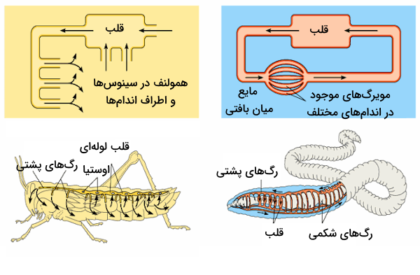 گردش خون باز و بسته در ملخ ها و کرم ها - دستگاه گردش خون