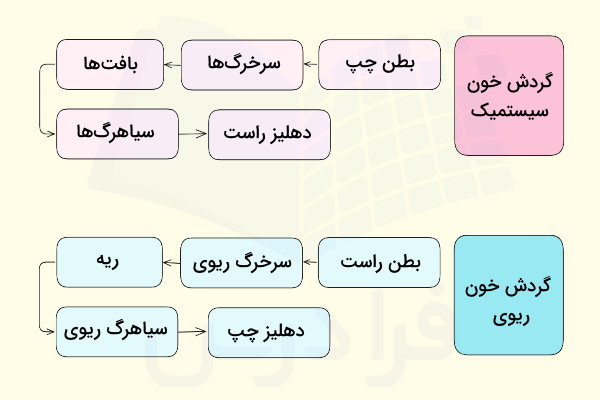 مسیر گردش خون سیستمیک و گردش خون ریوی
